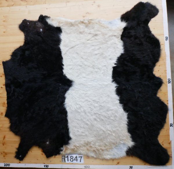 Belted Galloway Langhaar #FR1847