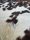 Rinderfell Normandie Tricolor #FR1872QM615